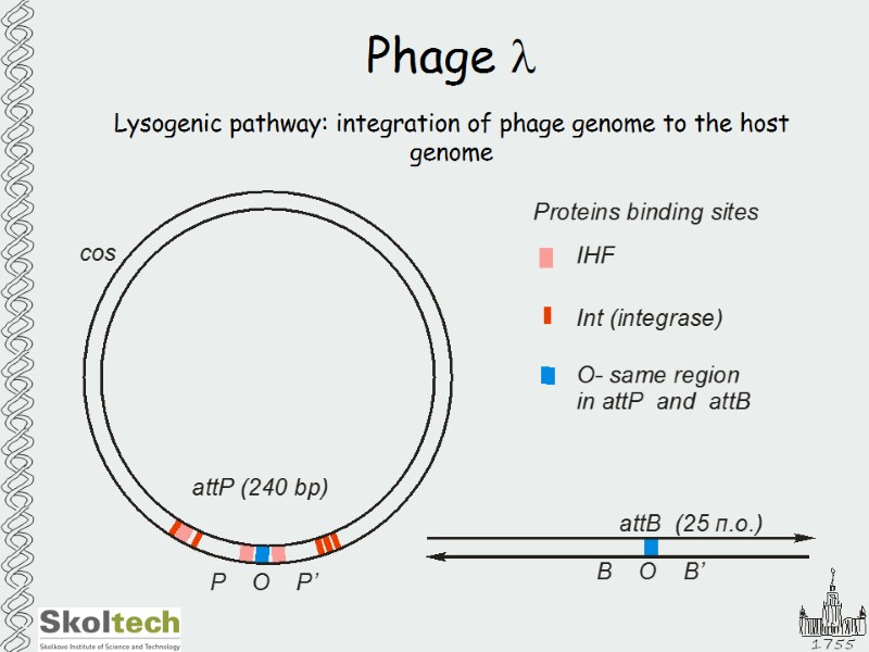 Phage l Lysogenic pathway: integration of phage genome to the host genome